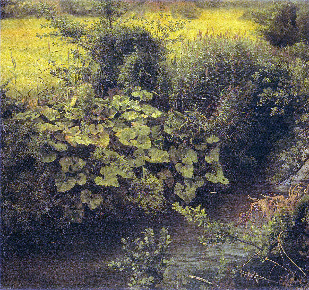 meadow with creek